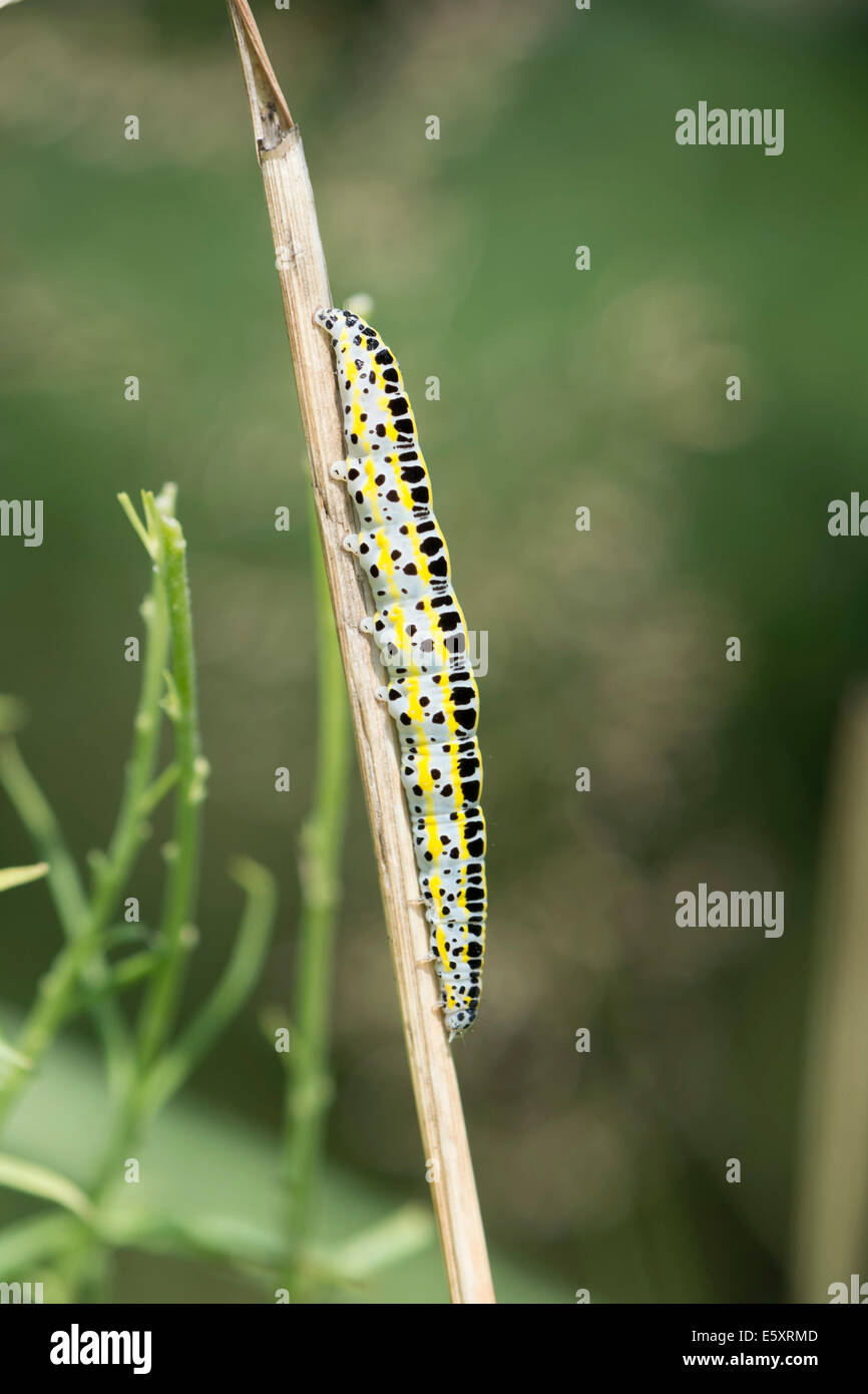 Leinkraut Motte (Calophasia Nagelmöndchen), Raupe, Hessen, Deutschland Stockfoto