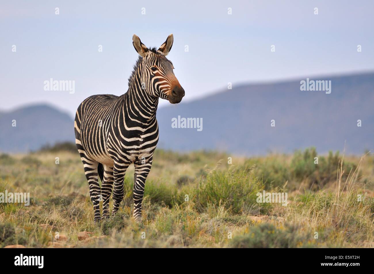 Kap-Bergzebra (Equus Zebra Zebra), Mountain Zebra National Park, Eastern Cape, Südafrika, Afrika Stockfoto