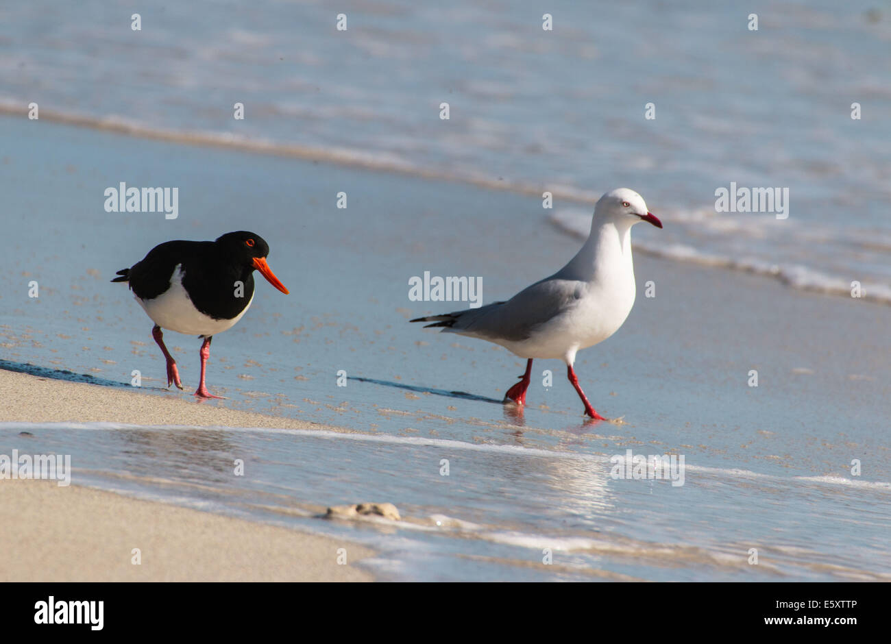 Australische Pied Austernfischer Haematopus Longirostris, Silver Gull, Chroicocepahlua novaehollandiae Stockfoto