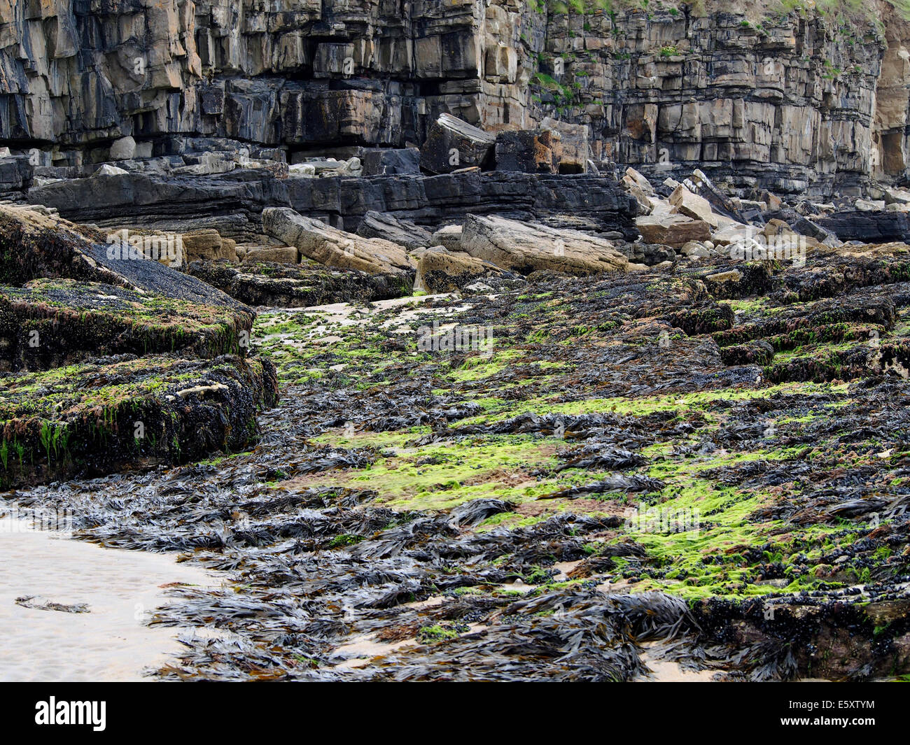 Cliff mit horizontal gebettet Schichten und eine Welle schneiden Plattform an der Basis in der Nähe von Mullaghmore, County Sligo, Irland Stockfoto