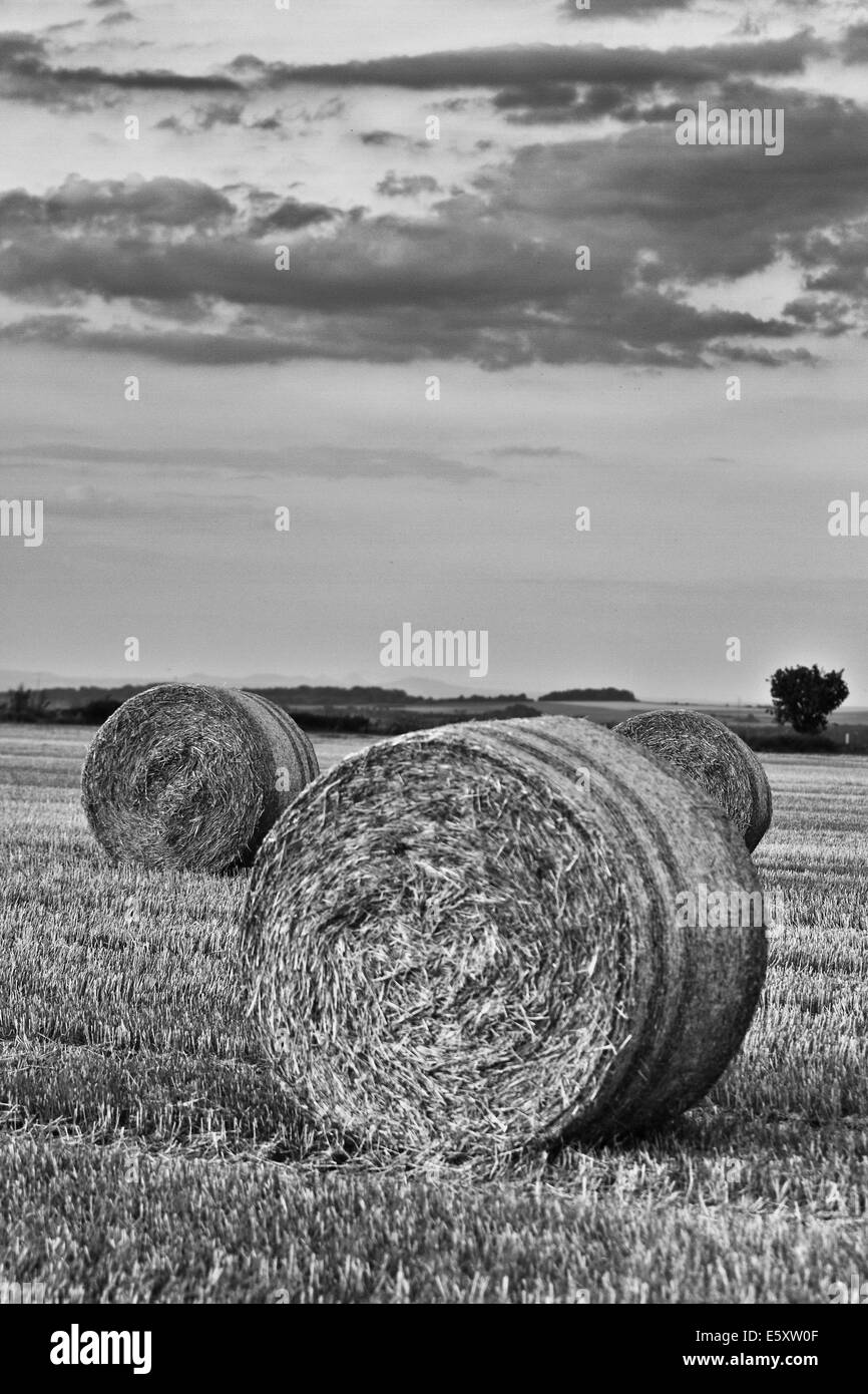 Stroh Räder auf einem Korn hat-Feld Stockfoto