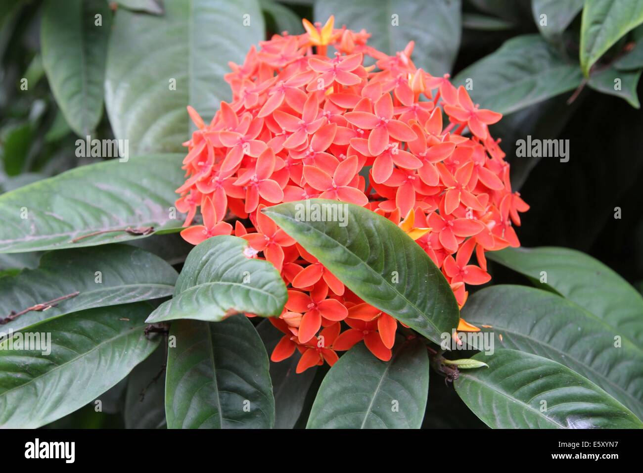 Ixora Blumen/Rangan Blume des südlichen Asien. Stockfoto