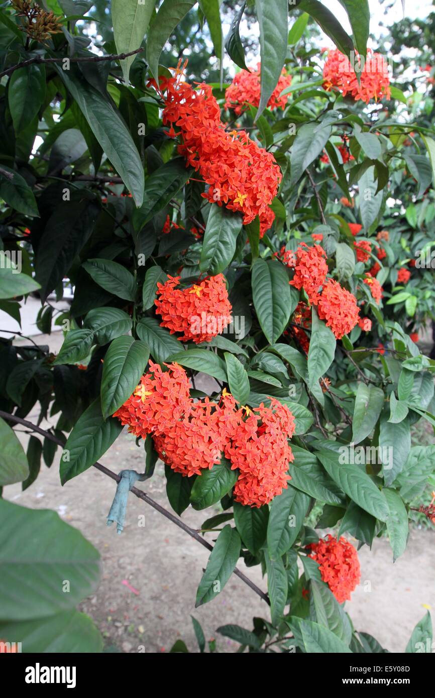 Ixora Blumen/Rangan Blume des südlichen Asien. Stockfoto