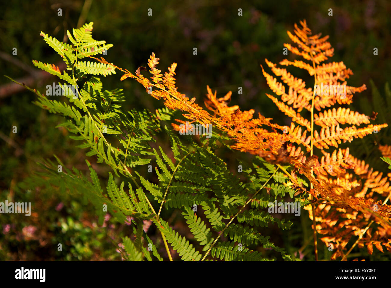 Farn, Bracken, Pflanze, Natur, Wald, Sonne, Schatten, grn und orange  Stockfotografie - Alamy