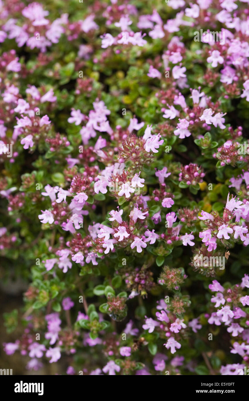 Eisenkraut Thymifolia Blumen. Stockfoto