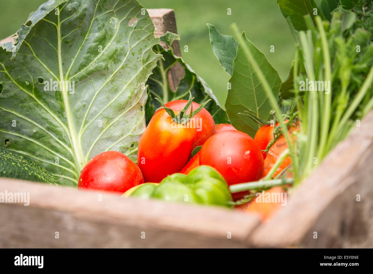 Bio-Gemüse aus meinem Garten in einem hölzernen Kasten. Stockfoto