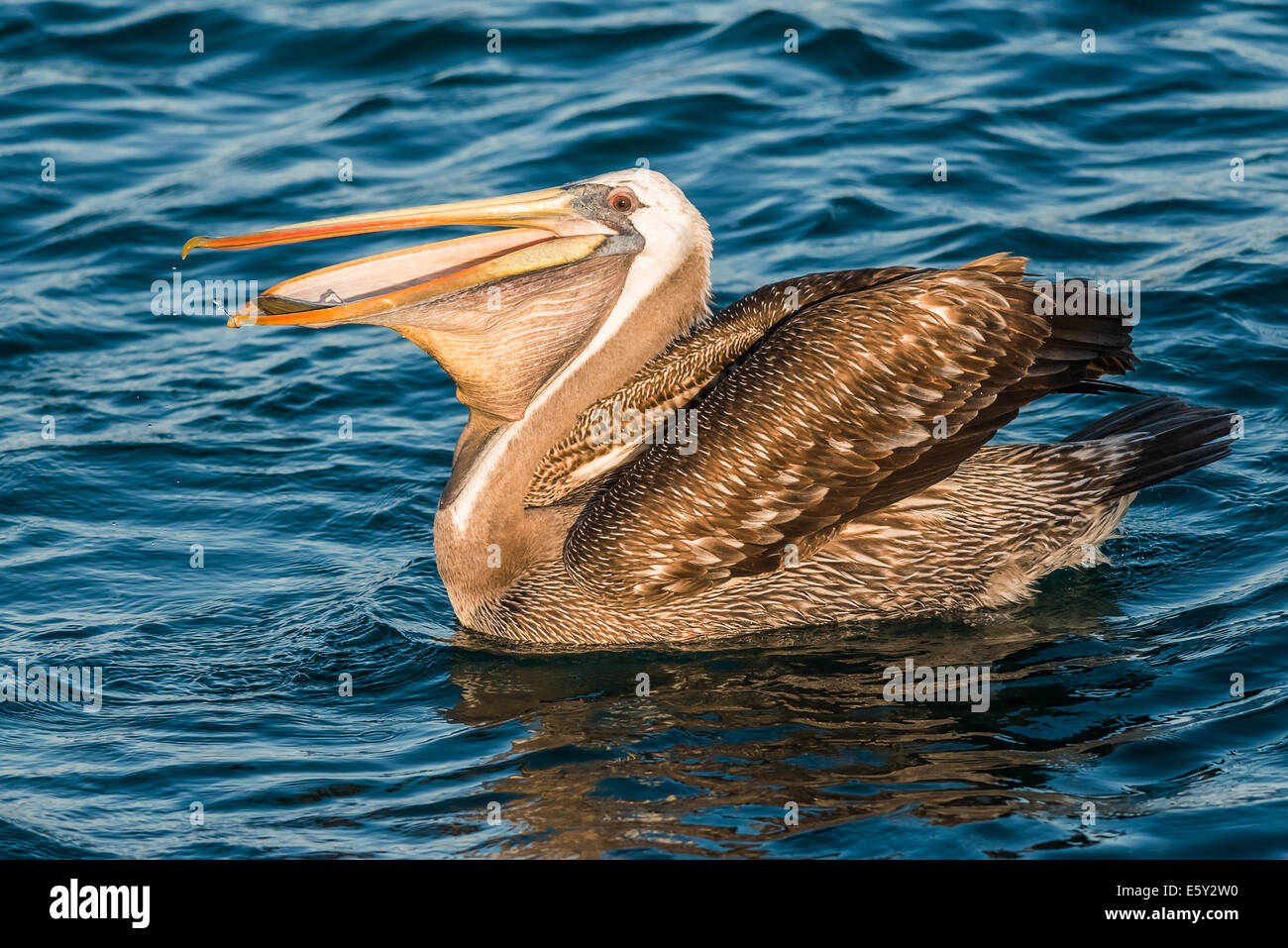 peruanischen Pelikan schlucken Fische in der peruanischen Küste in Piura, Peru Stockfoto