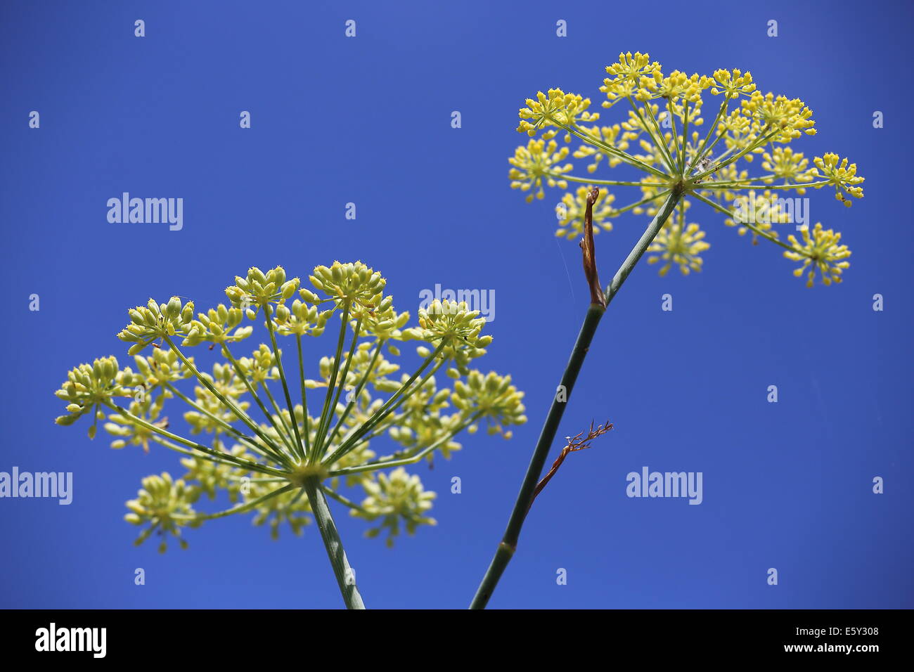 Dill-Anlage gegen blauen Himmel, England Stockfoto