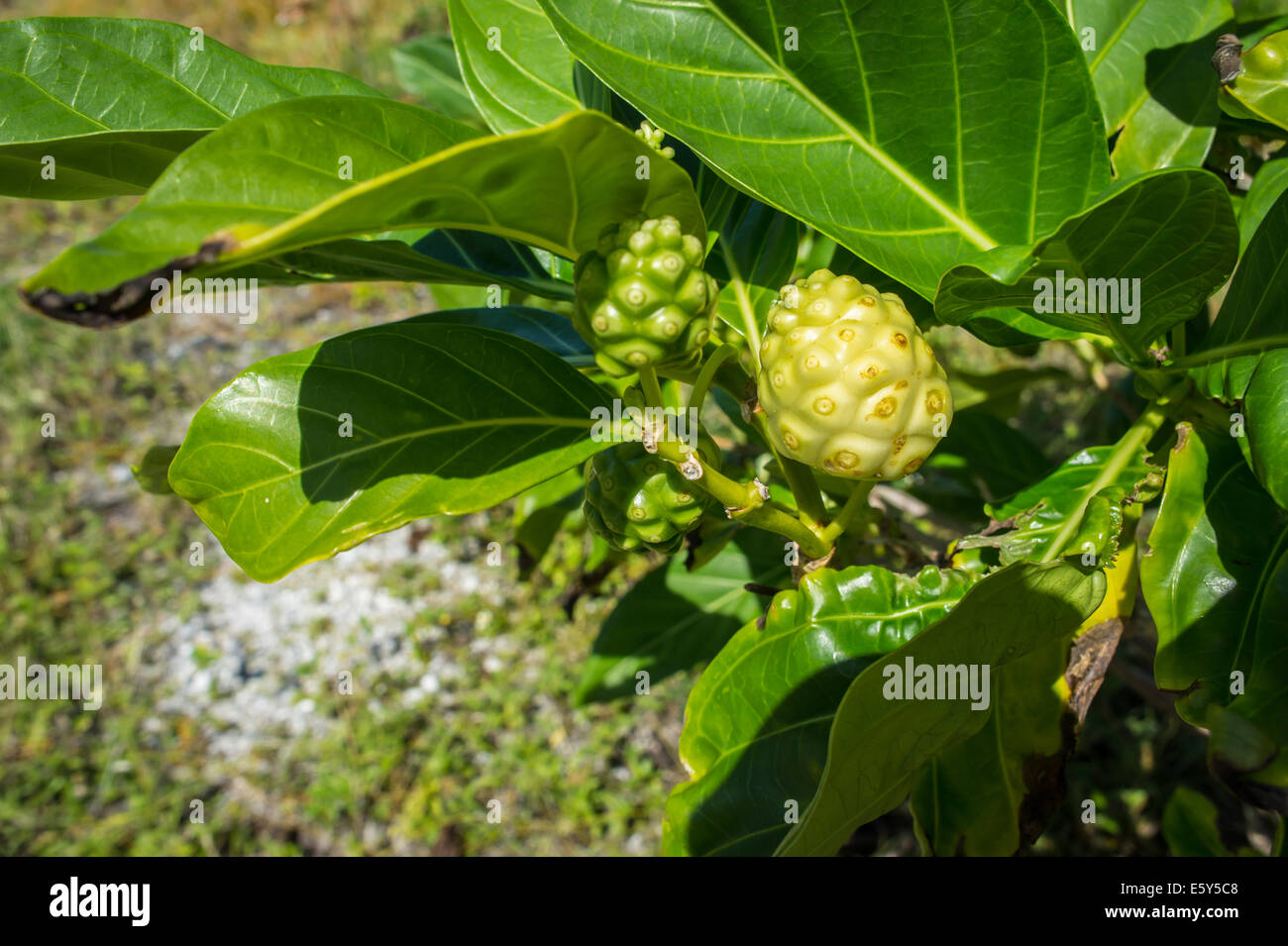 Noni-Frucht Französisch-Polynesien Stockfoto