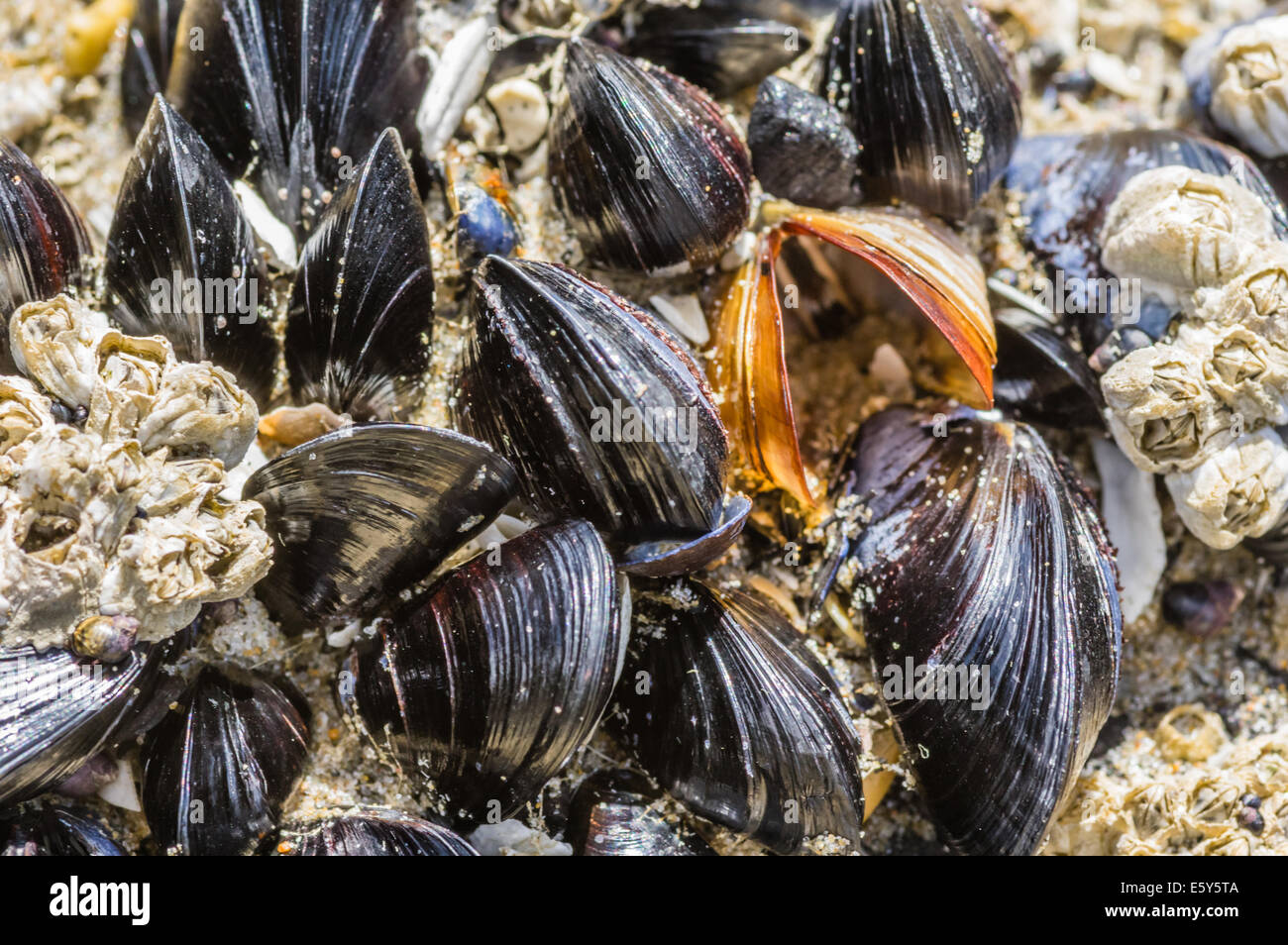 Gruppe von Muscheln in einer Gezeitenzone des Pazifischen Ozeans Stockfoto