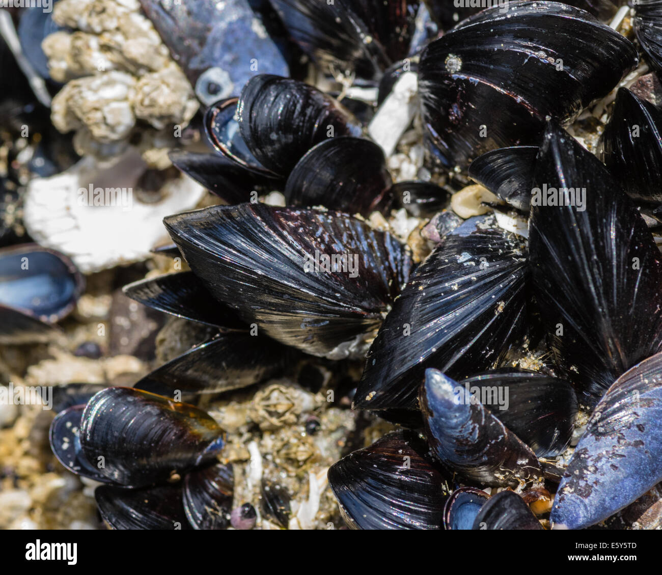 Gruppe von Muscheln in einer Gezeitenzone des Pazifischen Ozeans Stockfoto