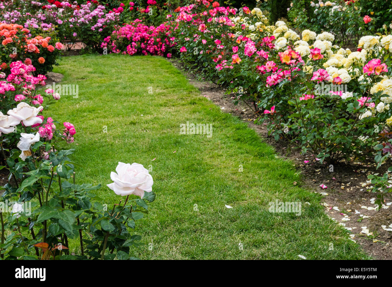 Einen grasbewachsenen Weg durch einen blühenden Rosengarten Stockfoto