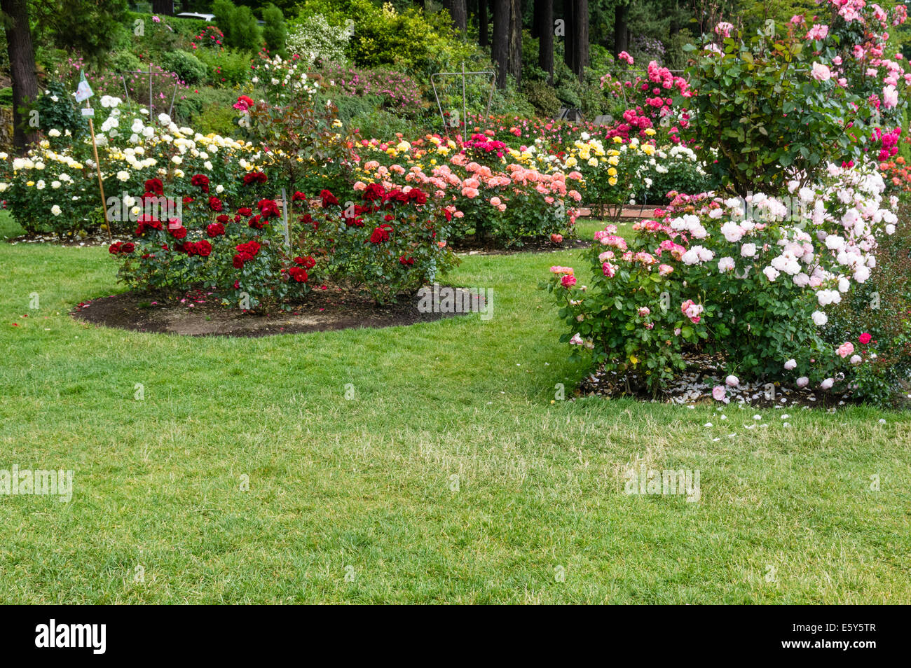 Beete mit blühenden Rosen umgeben von Rasen bepflanzt Stockfoto