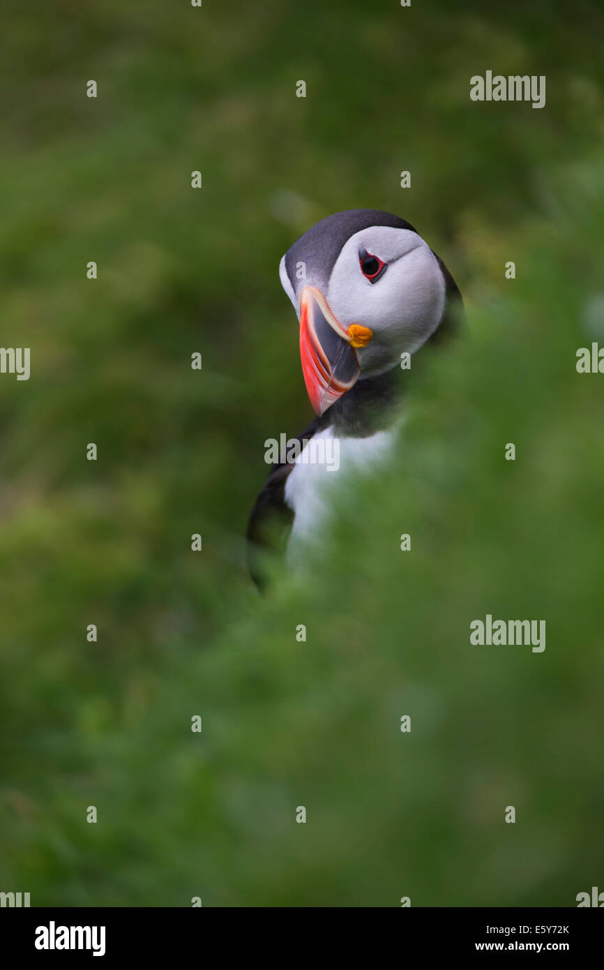 Puffin, Fratercula Gras Stockfoto