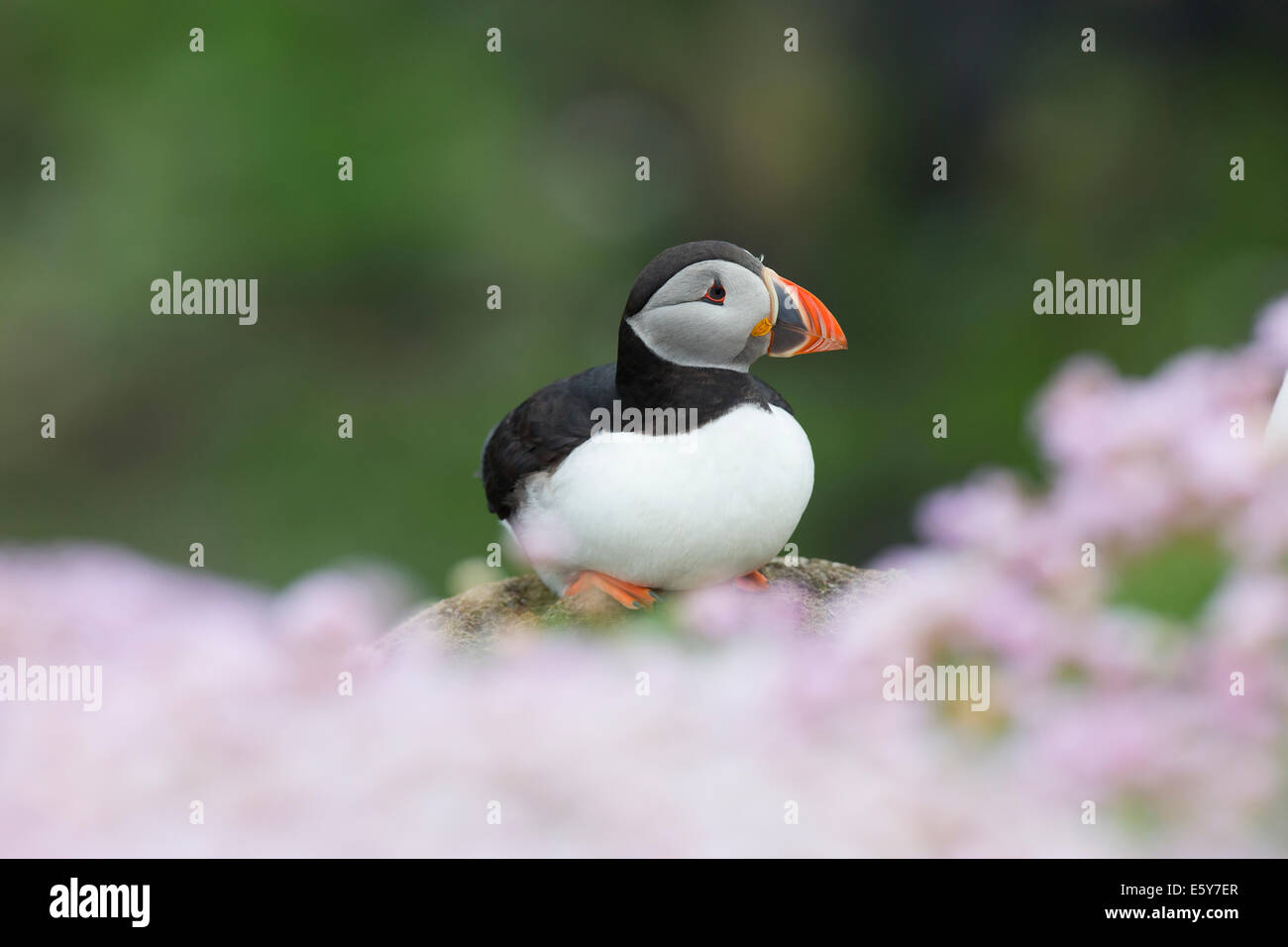 Puffin, Fratercula in Meer von rosa Meer Sparsamkeit Stockfoto