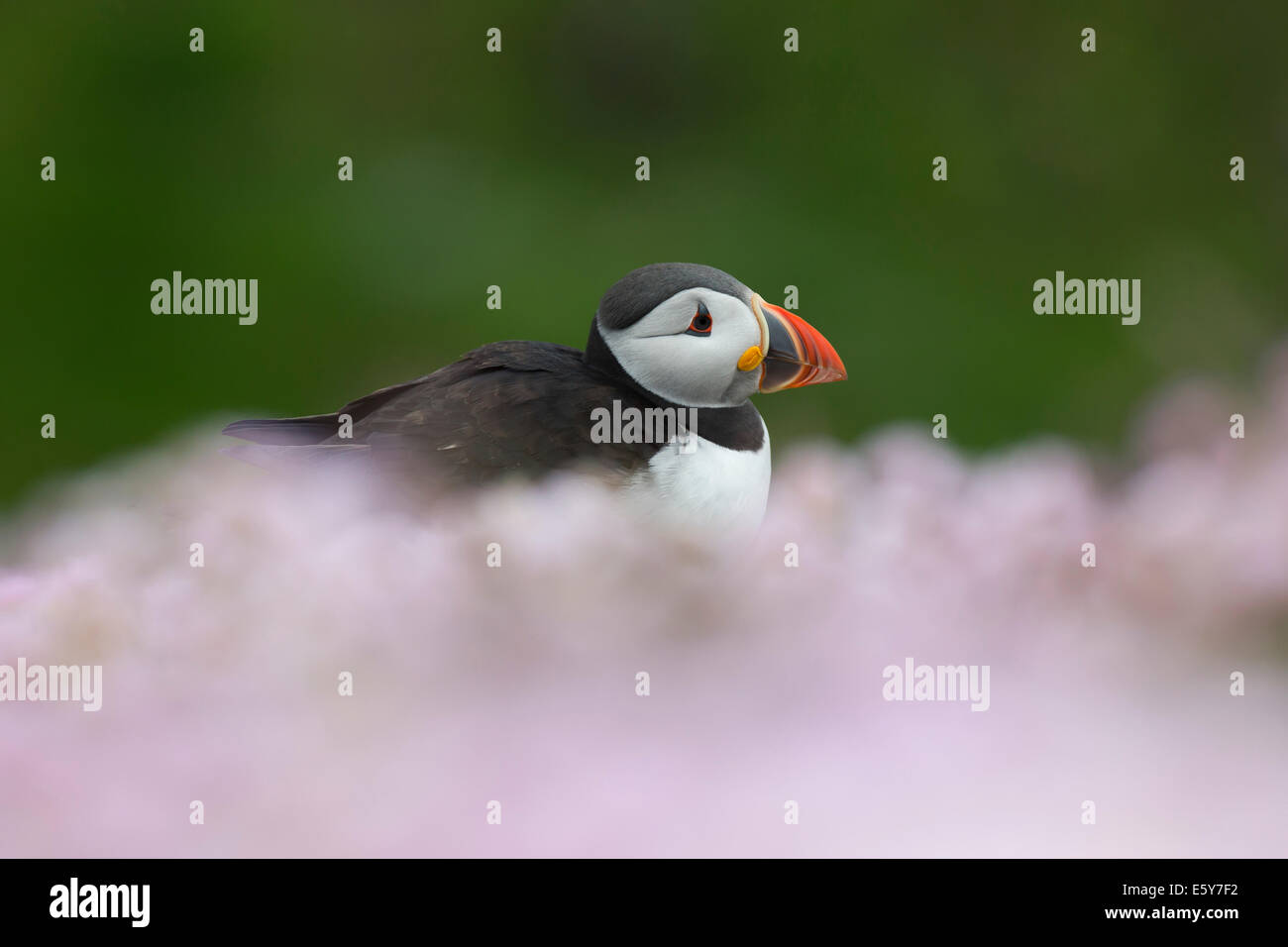 Puffin, Fratercula in Meer von rosa Meer Sparsamkeit Stockfoto