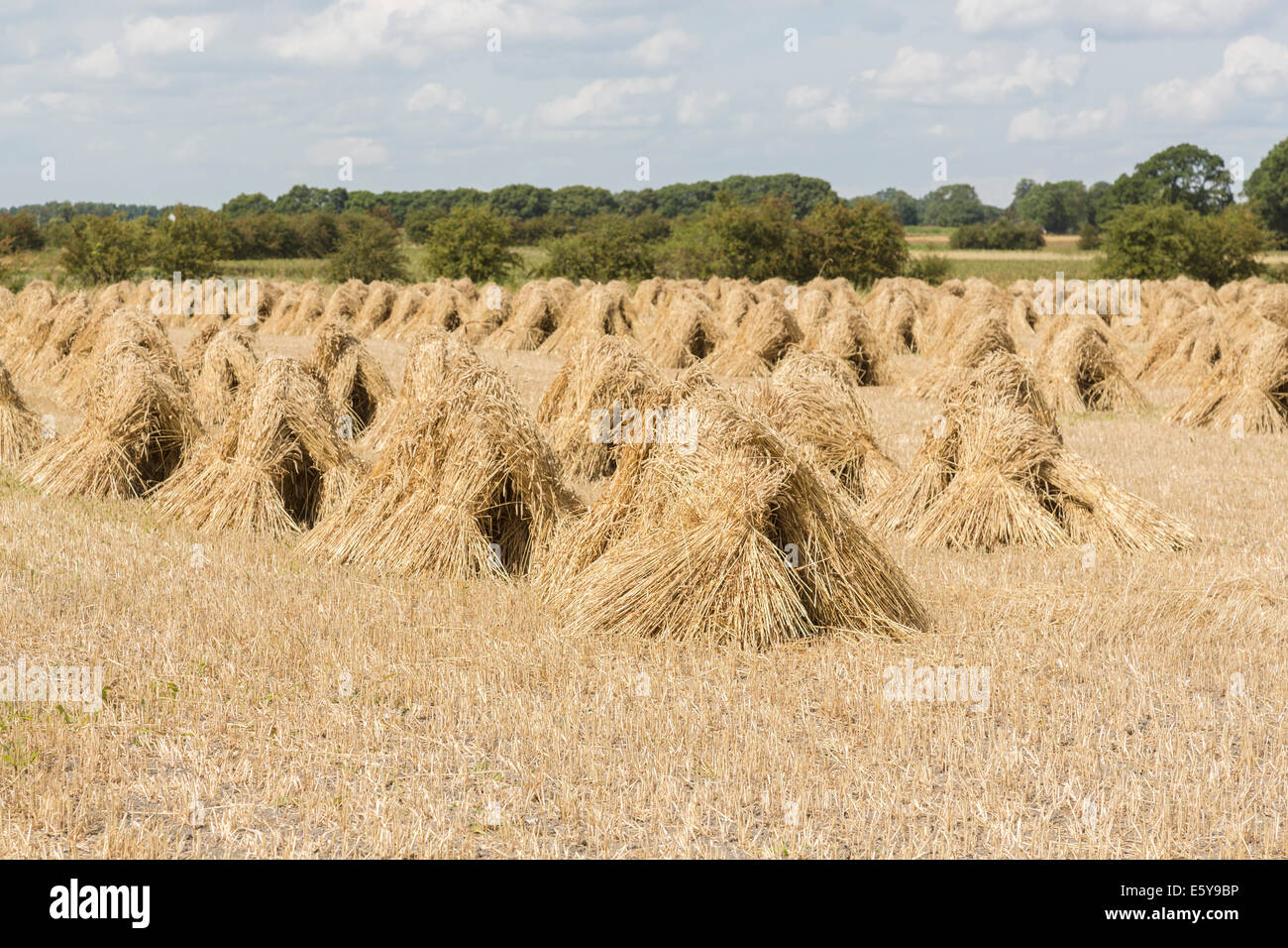 Vale of Pewsey, Wiltshire, UK. 7. August 2014. In Großbritannien es ist Erntezeit und weiterhin gute Sommerwetter in Großbritannien führt zu über durchschnittliche Getreide-Ernte-Erträge.  Hier in der malerischen Vale Pewsey in der Nähe der Ortschaft Marden, Devizes, Wiltshire im Südwesten England, UK, goldenen Reifen Weizen geerntet worden war in in Garben gebunden und gestapelt in attraktive, traditionelle Stooks, erinnert an traditionelle Anbaumethoden und ländlichen Szenen einer vergangenen Epoche; Donnerstag, 7. August 2014. Bildnachweis: Graham Lehrling/Alamy Live-Nachrichten Stockfoto