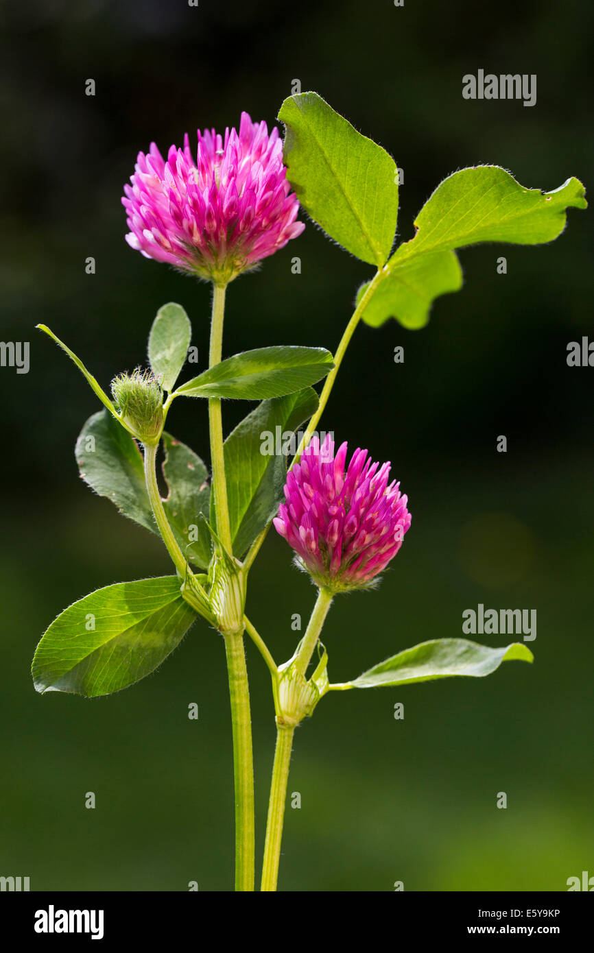 Rotklee (Trifolium Pratense) in Blüte Stockfoto