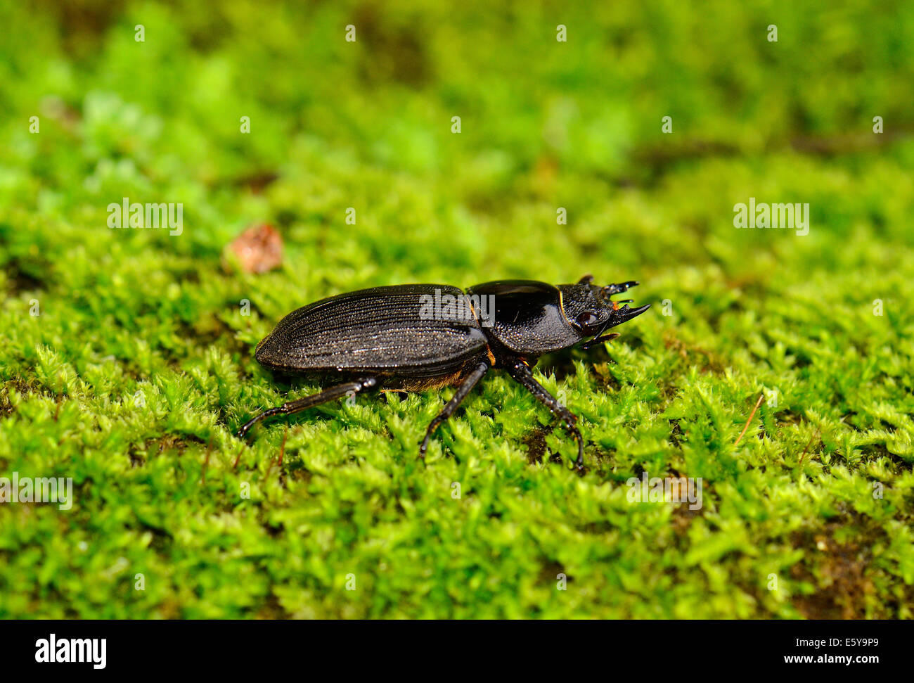 schöne weibliche Serrognathus Titanus Käfer in Thai Wald Stockfoto