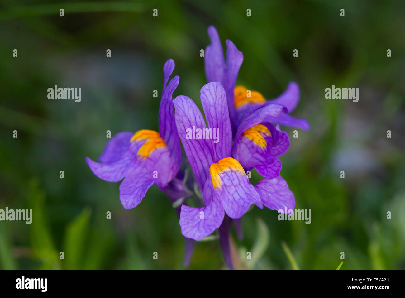 Alpenblume Leinkraut (Linaria Alpina) Stockfoto
