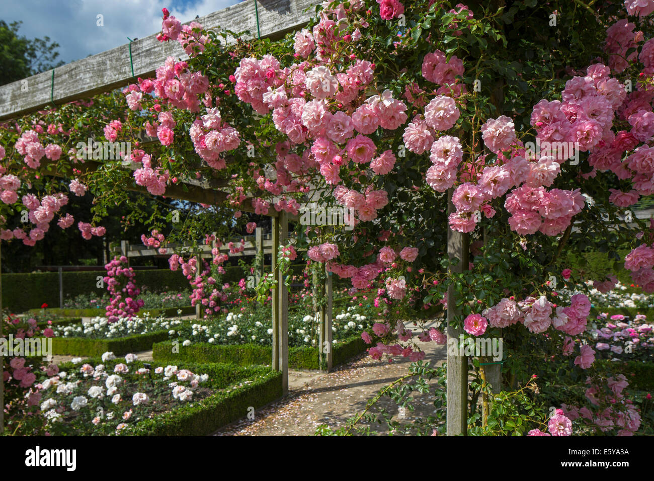 Rosa Rosen blühen im Rosengarten Coloma am Sint-Pieters-Leeuw, Flämisch-Brabant, Flandern, Belgien Stockfoto