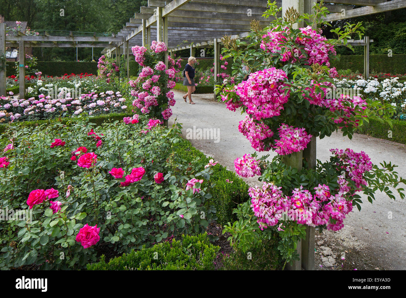 Rosen blühen im Rosengarten Coloma am Sint-Pieters-Leeuw, Flämisch-Brabant, Flandern, Belgien Stockfoto