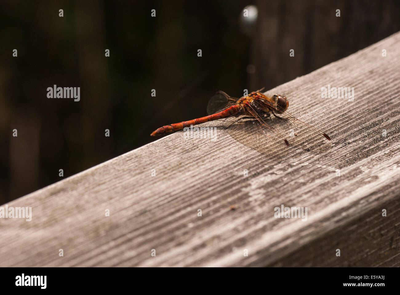 Eine männliche Ruddy Darter, Sympetrum Sanguineum, ruht auf einem Stück Holz Stockfoto