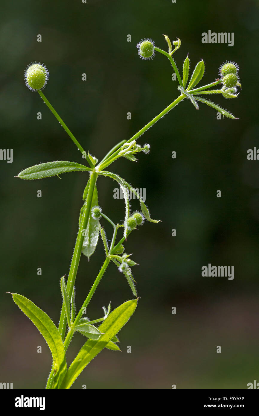 Hackmesser / Clivers / Klettenlabkraut / Catchweed (Galium Aparine) zeigt kugelförmige Früchte / Grate Stockfoto