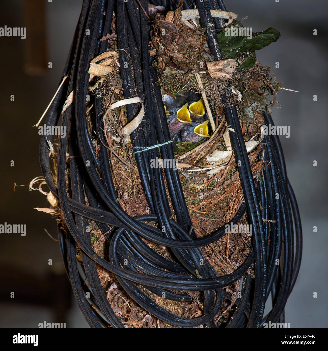Eurasische Zaunkönig (Troglodytes Troglodytes) Nest mit Jungtiere in Wirren elektrischer Draht in der Garage des Hauses gemacht Stockfoto