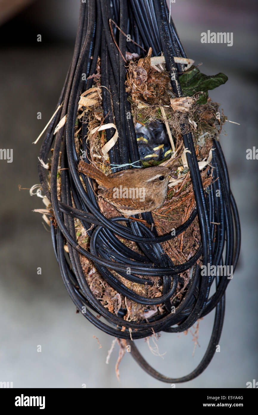 Eurasische Zaunkönig (Troglodytes Troglodytes) Fütterung der Jungtiere im Nest in Wirren elektrischer Draht in der Garage des Hauses gemacht Stockfoto