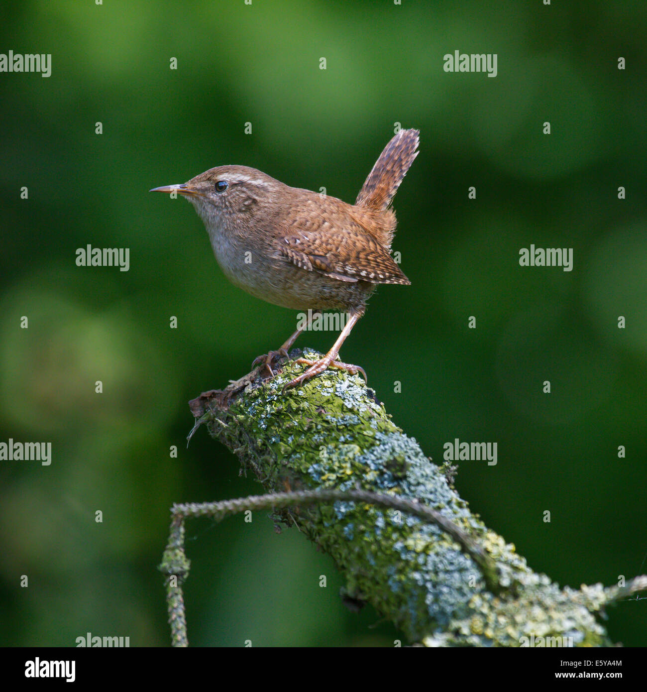 Eurasische Zaunkönig (Troglodytes Troglodytes) thront auf Ast im Baum Stockfoto