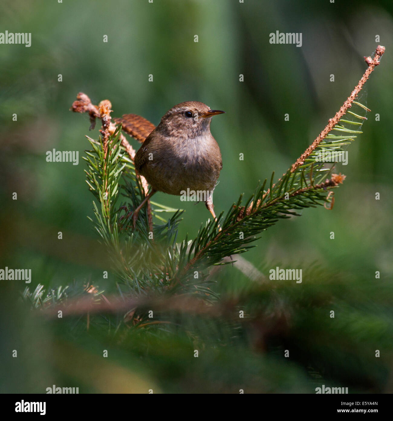 Eurasische Zaunkönig (Troglodytes Troglodytes) thront auf Zweig in Pinie Stockfoto