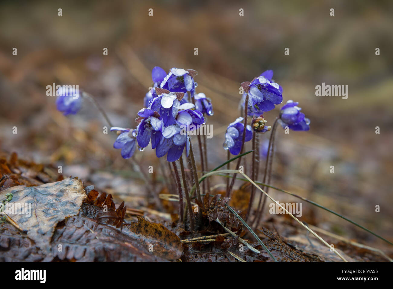 Nahaufnahme der nassen Anemone Hepatica (gemeinsame Leberblümchen) Blumen auf den Boden-Blüte im Frühjahr Stockfoto