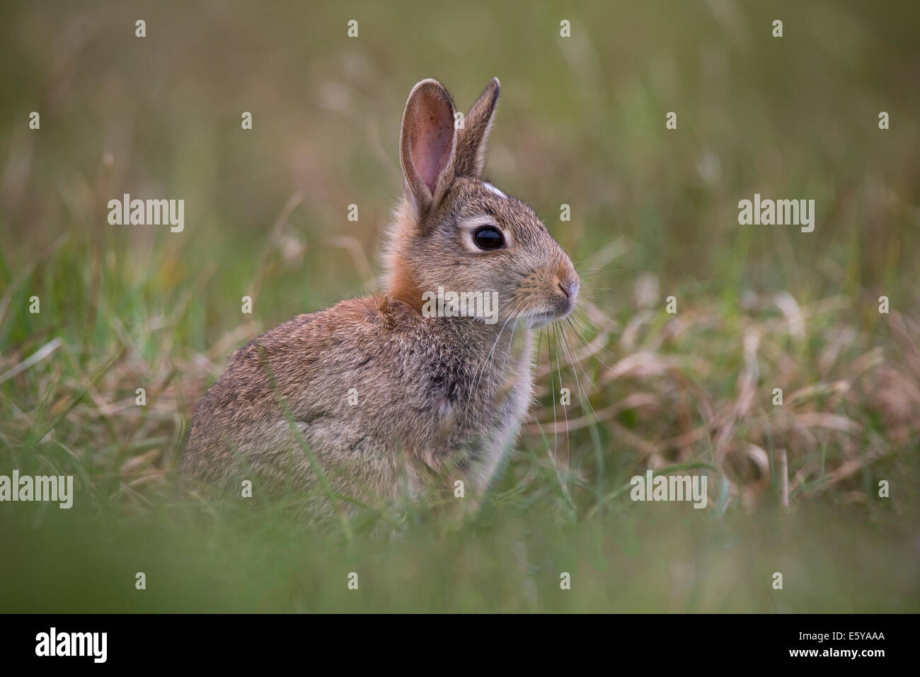 Kaninchen Oryctolagus Cuniculus auf Shetland-Inseln Stockfoto