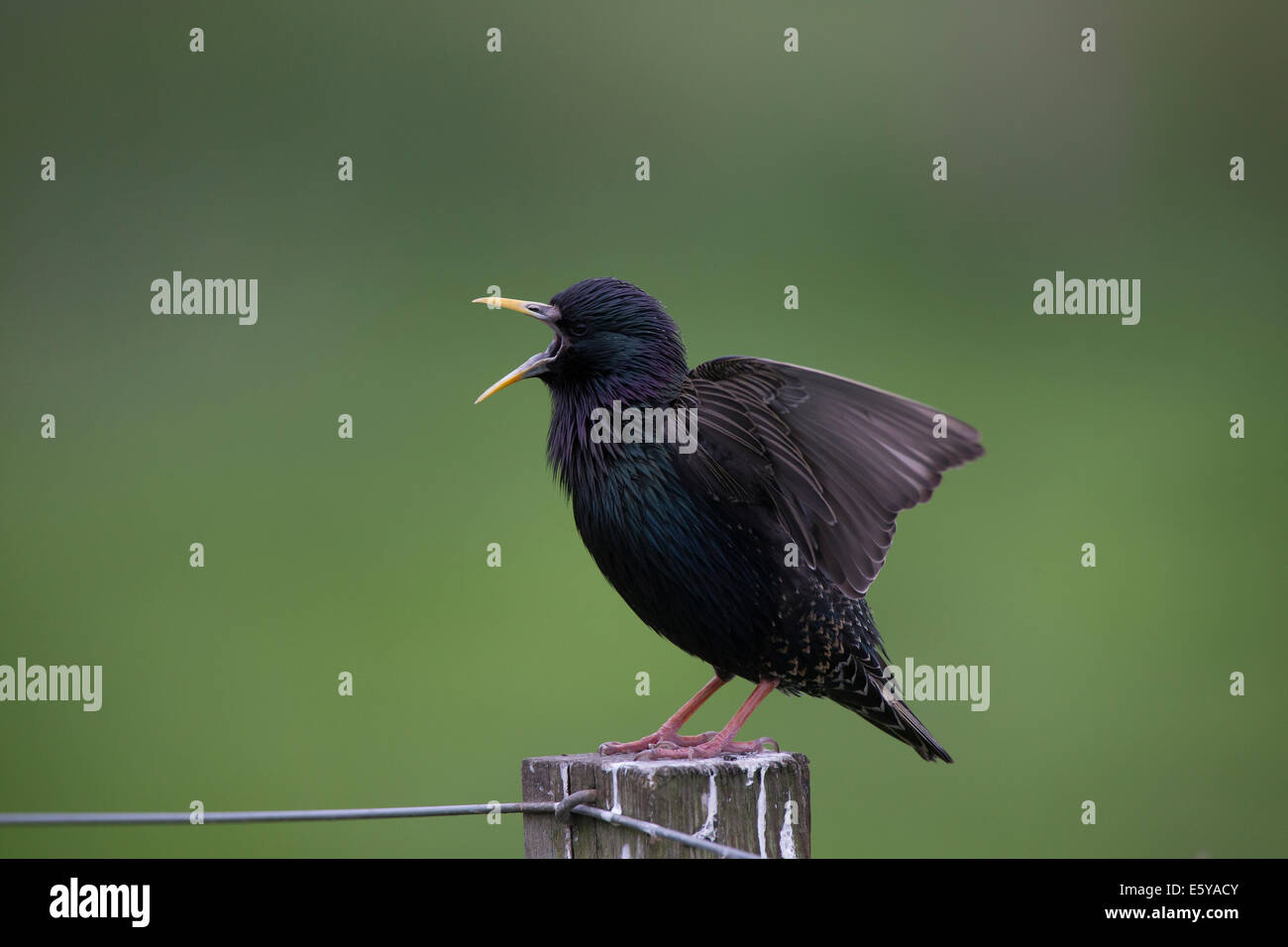 Gemeinsamen Starling Sturnus Vulgaris anzeigen auf Beitrag Stockfoto