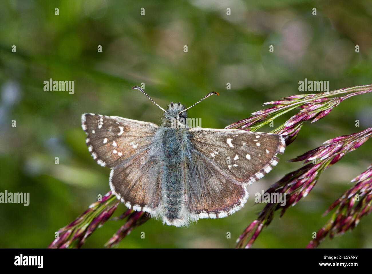 Carline Skipper (Pyrgus Carlinae) Stockfoto