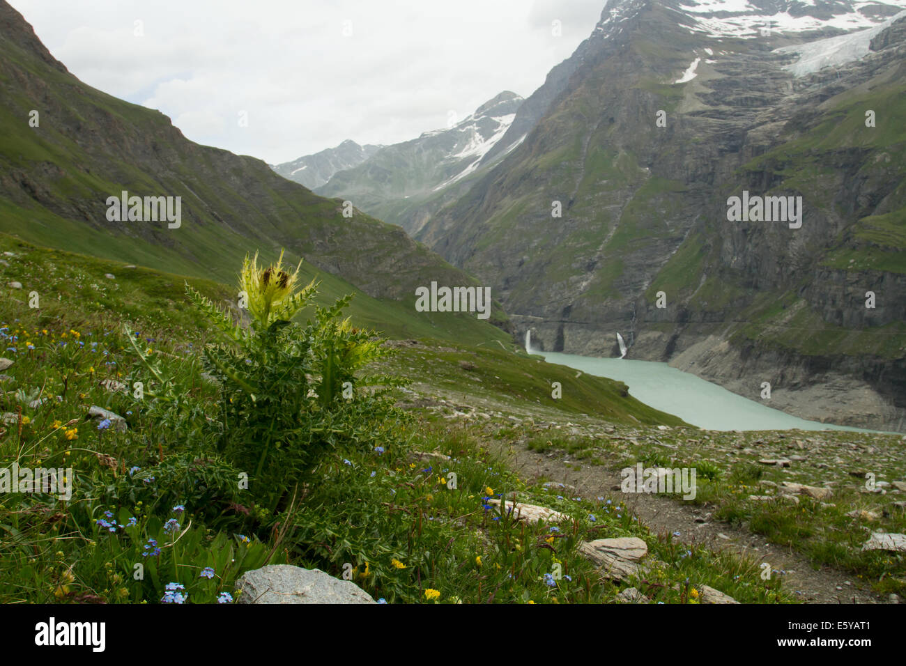 Spiniest Distel (Cirsium Spinosissimum) auf eine alpine Hügel mit Blick auf einen See Stockfoto