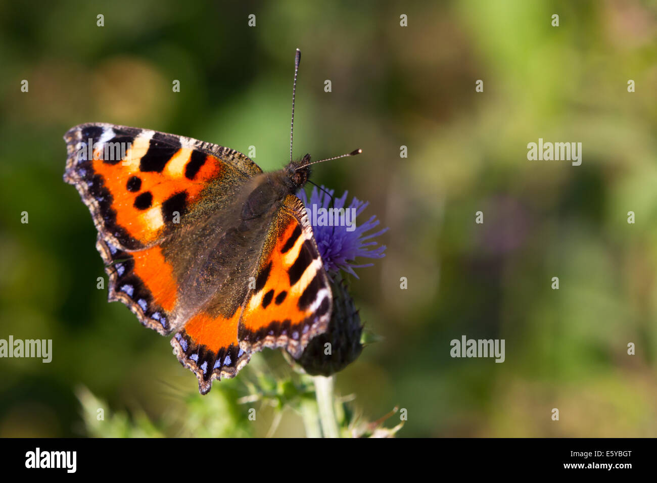 Kleiner Fuchs (Aglais Urticae) Fütterung auf eine schleichende Distel Blume Stockfoto