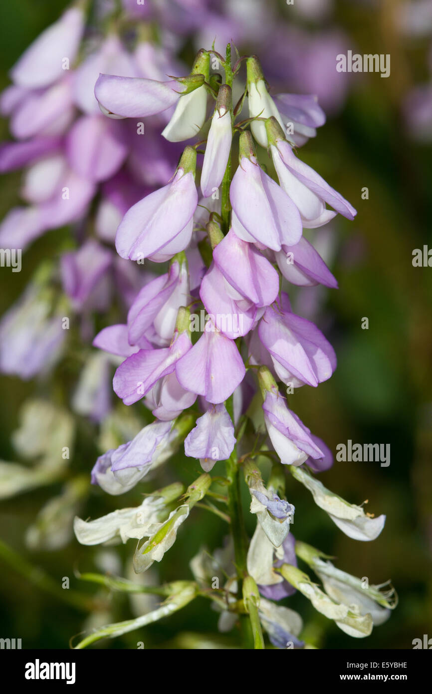 Ziegenkäse-Rue (Galega Officinalis) Blumen Stockfoto