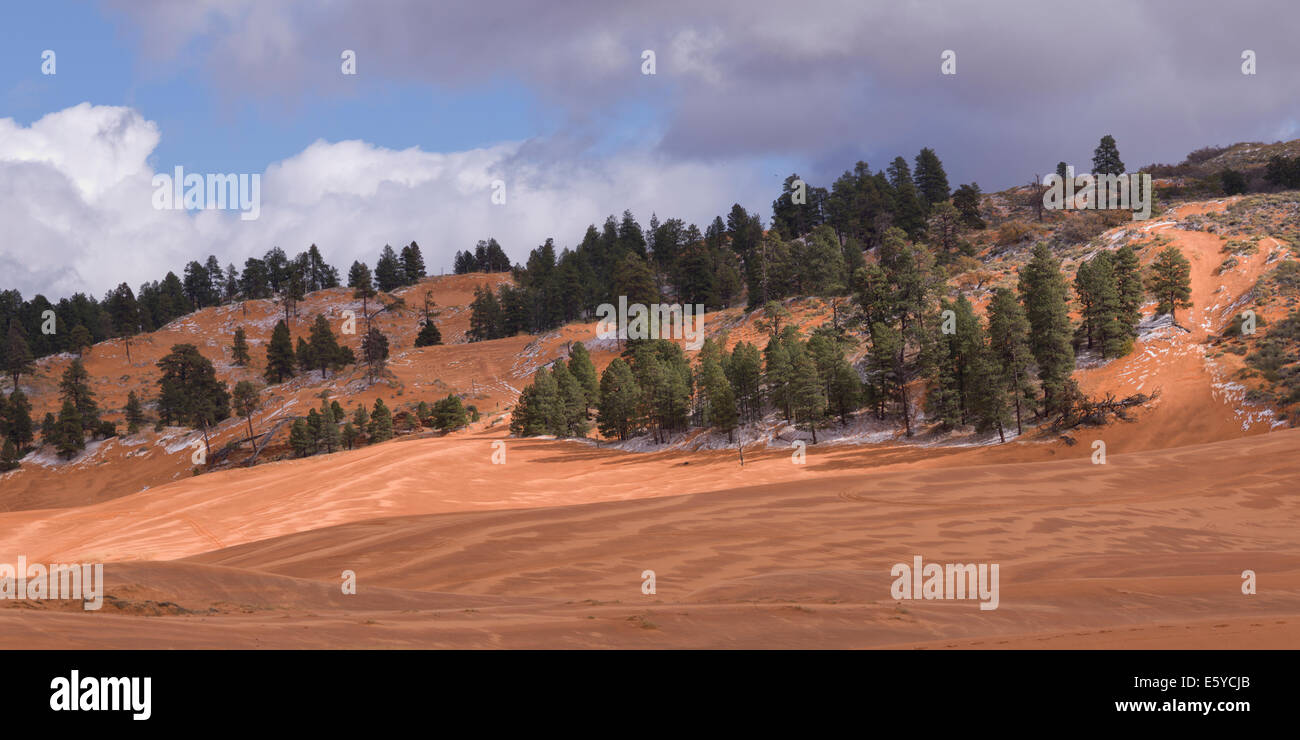 Bäume auf einem Hügel, Coral Pink Sand Dunes State Park, Utah, USA Stockfoto