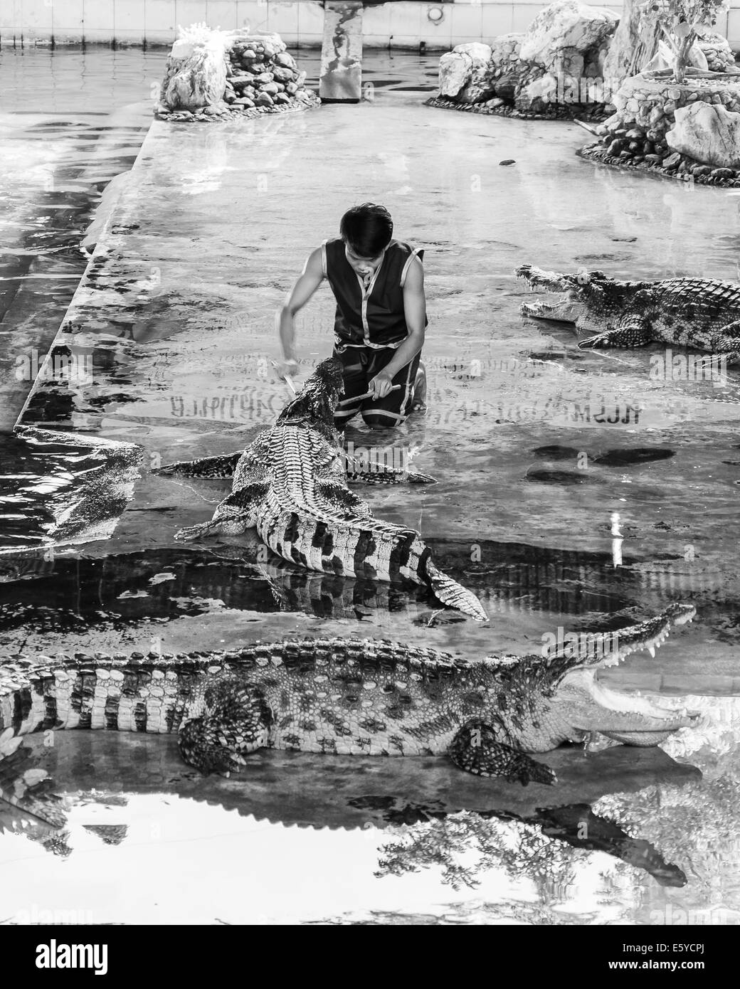 Krokodil zeigen bei Samphran Crocodile Farm am 24. Mai 2014 in Nakhon Pathom, Thailand. Stockfoto