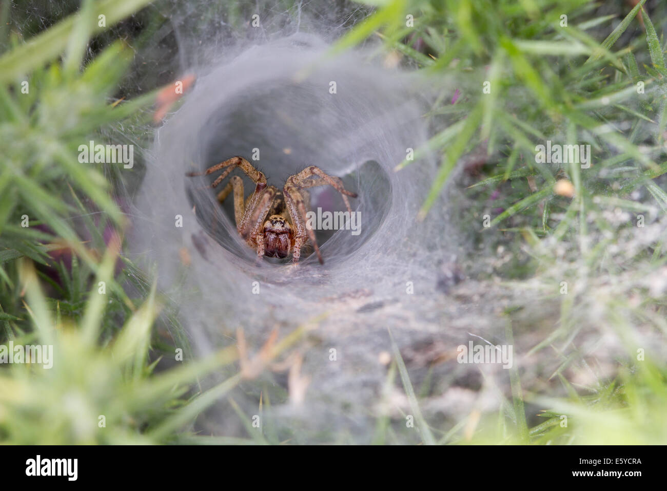 Baumschule Web Spider (Agelena Labyrinthica) am Ortseingang von ihrem Web-Retreat lauern Stockfoto
