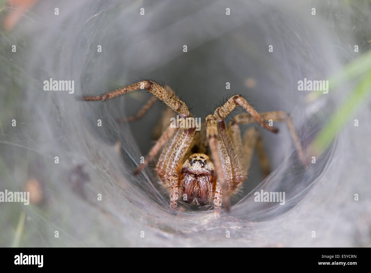 Baumschule Web Spider (Agelena Labyrinthica) am Ortseingang von ihrem Web-Retreat lauern Stockfoto