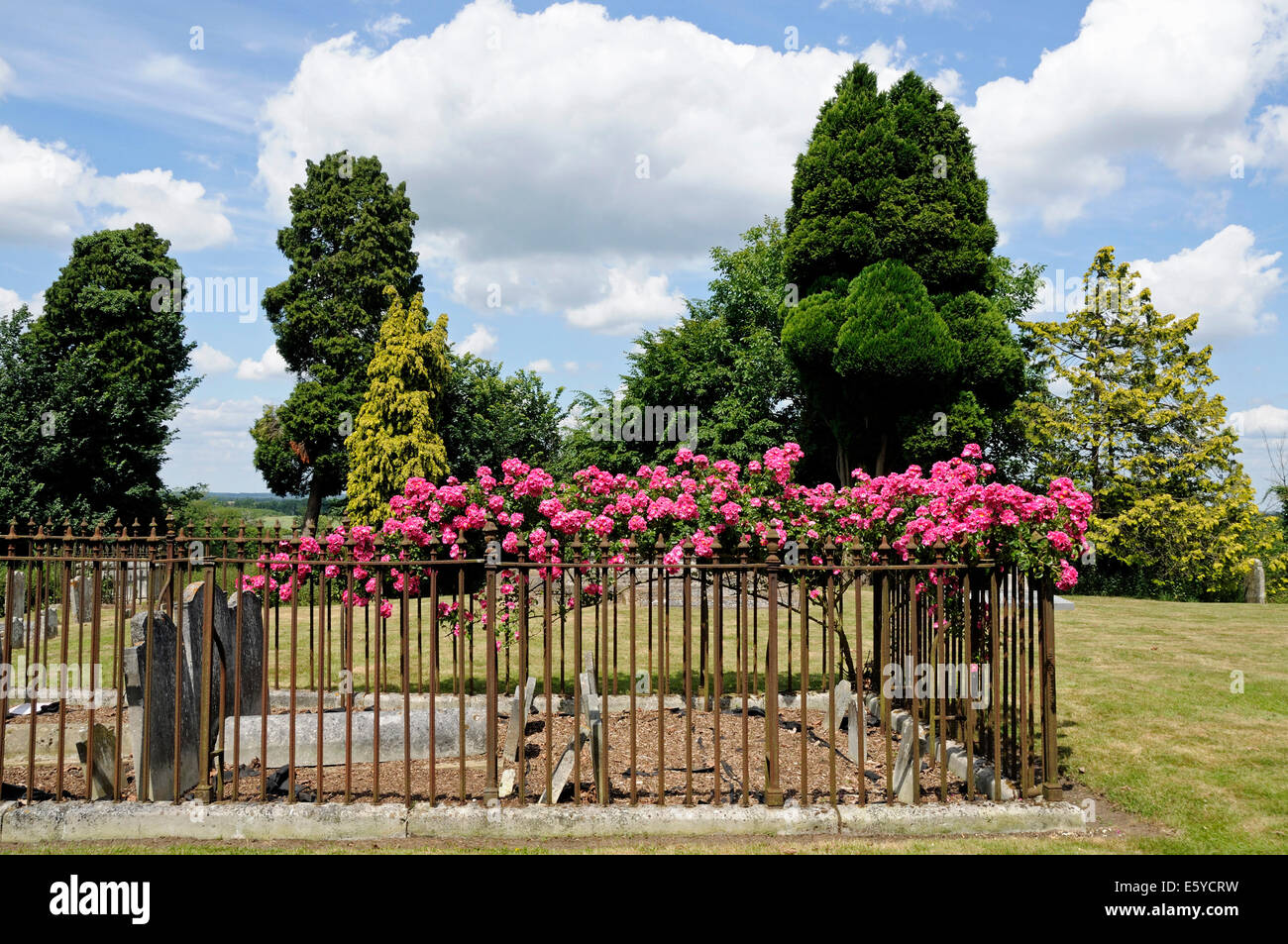 Rosen wachsen über Geländer rund um Grabstein, Str. Marys Kirche Land Friedhof, Bayford Hertfordshire Stockfoto