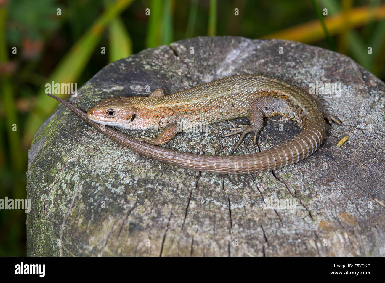 Gemeinsame / lebendgebärend Eidechse (Lacerta Vivipara) auf einem Zaunpfahl Aalen Stockfoto