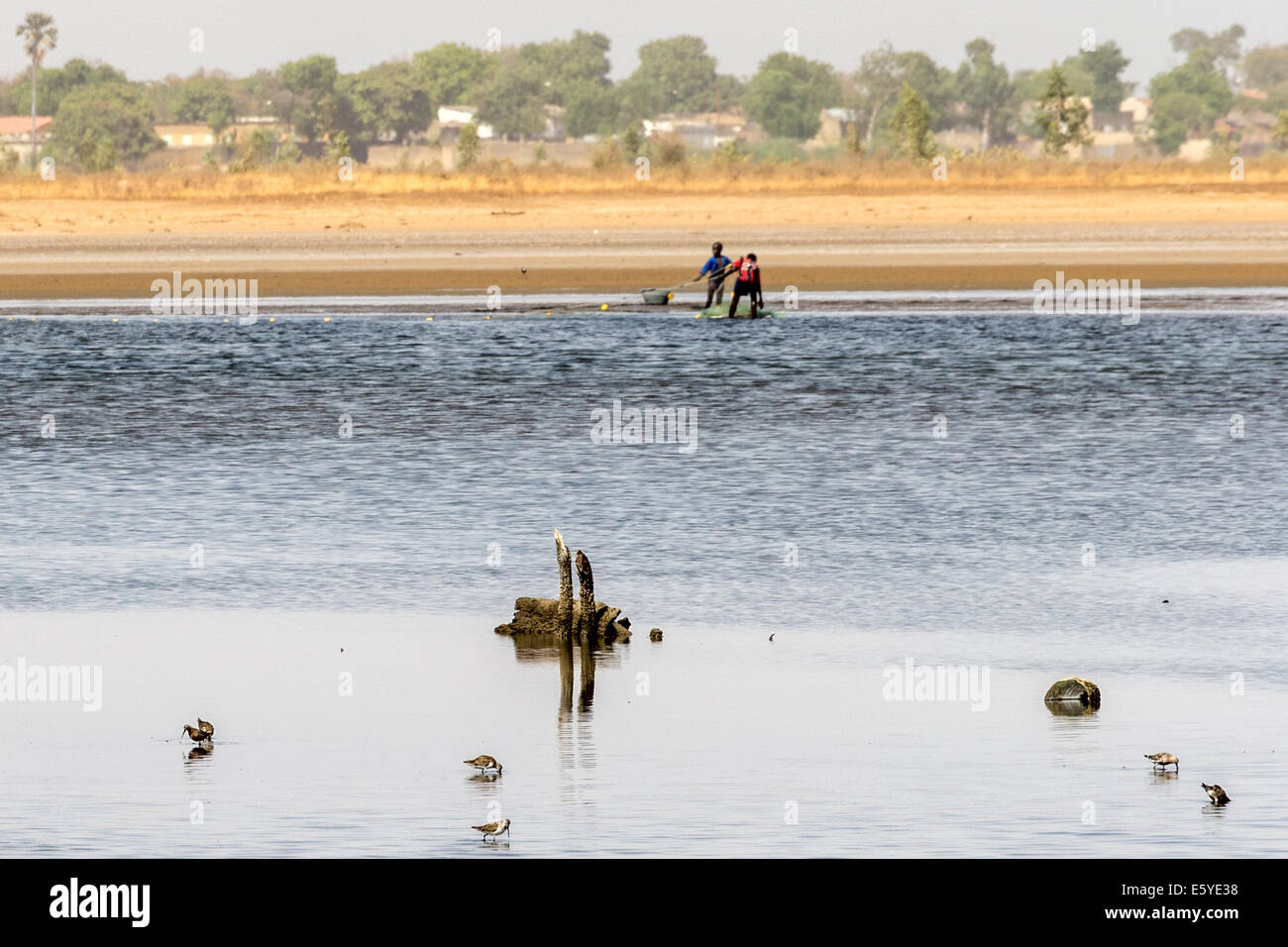 Gemeine & Holzschnepfenläufer mit Mann & Junge mit Fischernetzen im Hintergrund, Fimela, Sine Saloum Delta, Senegal Stockfoto