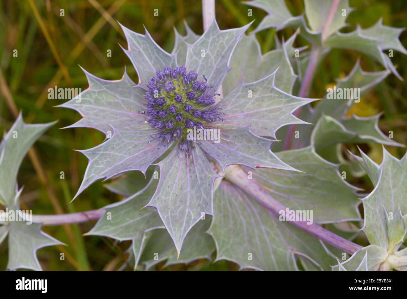 Meer-Holly (Eryngium Maritimum) Stockfoto