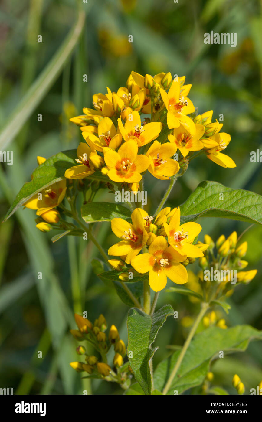 Gilbweiderich (Lysimachia Vulgaris) Stockfoto