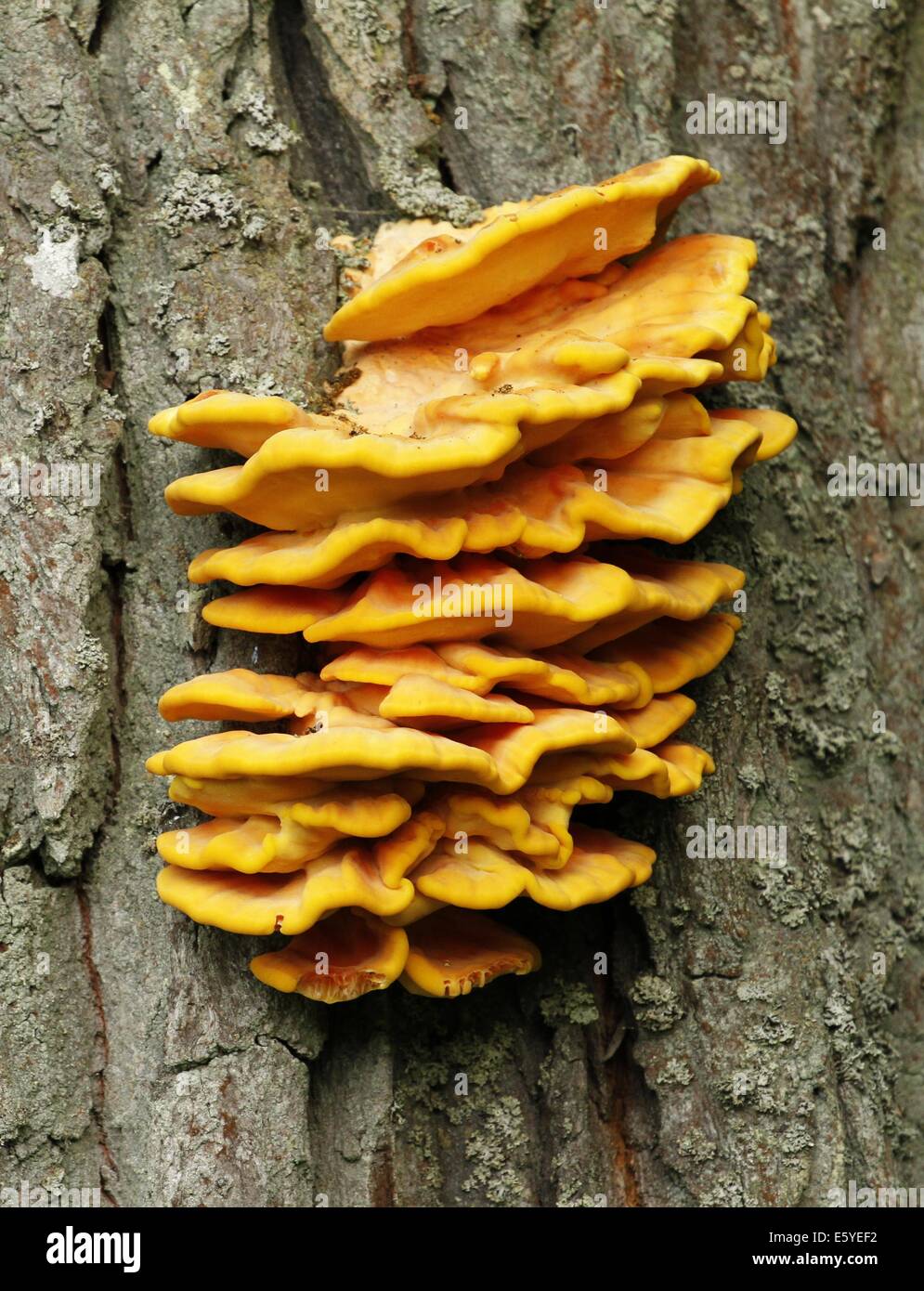 Laetiporus Sulphureus Halterung Pilz auf Eiche in Finnland auch bekannt als Huhn des Waldes. Stockfoto