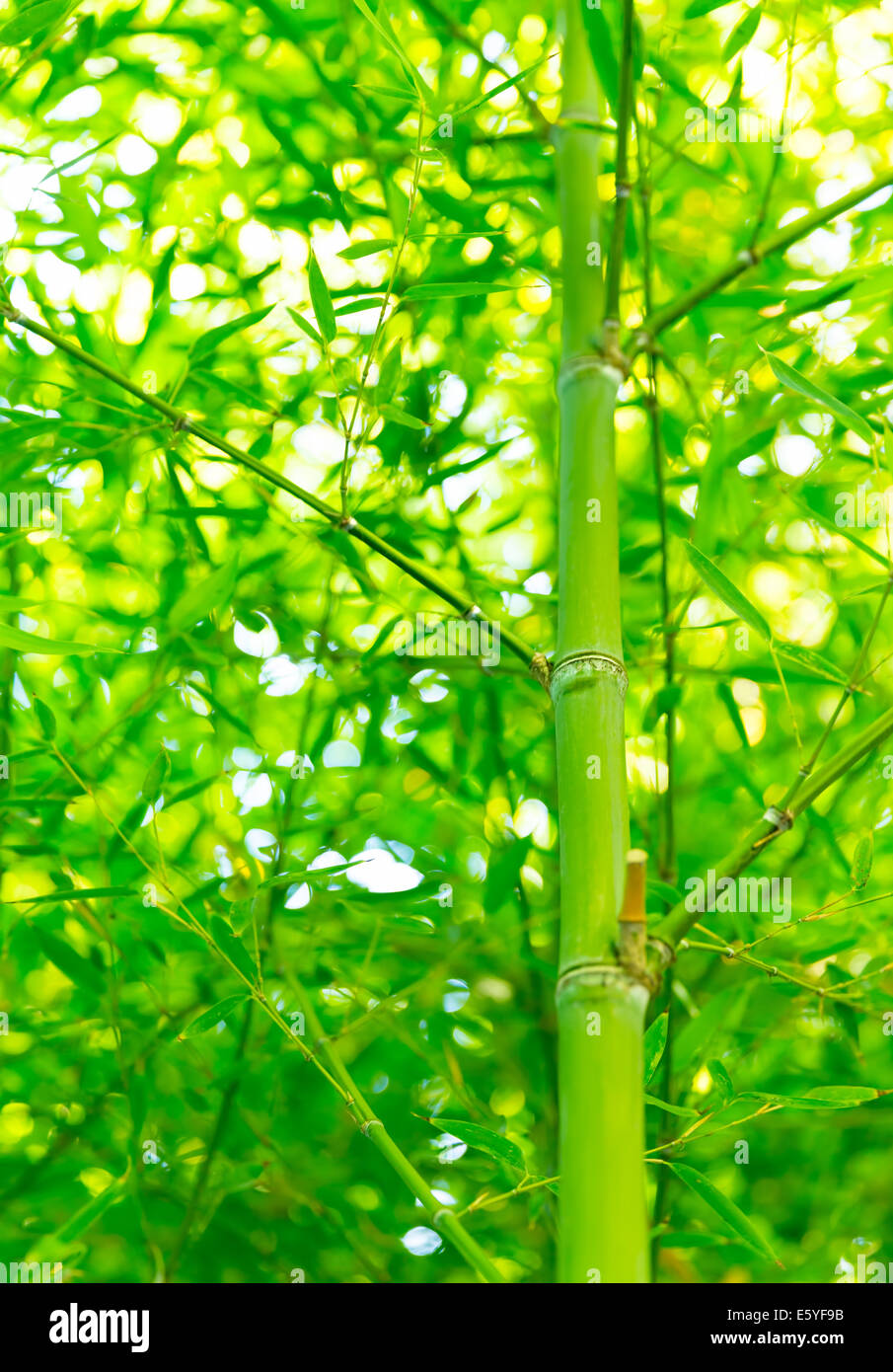 Grner Bambus Hintergrund, abstrakte natrliche Tapeten, schne asiatische  Pflanze, herrlich frische Natur, Sommer-Konzept Stockfotografie - Alamy